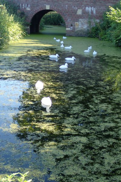 <p>Dertig plastic eenden&nbsp;</p>